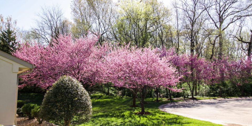 The Chateau Girardeau Garden of trees