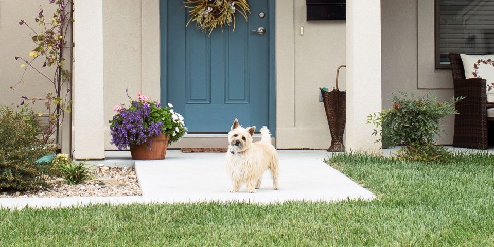 The Chateau Girardeau Front door with pet